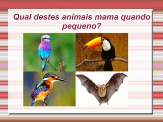 Qual destes animais mama quando
pequeno?