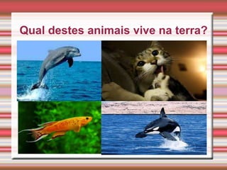 Qual destes animais vive na terra?