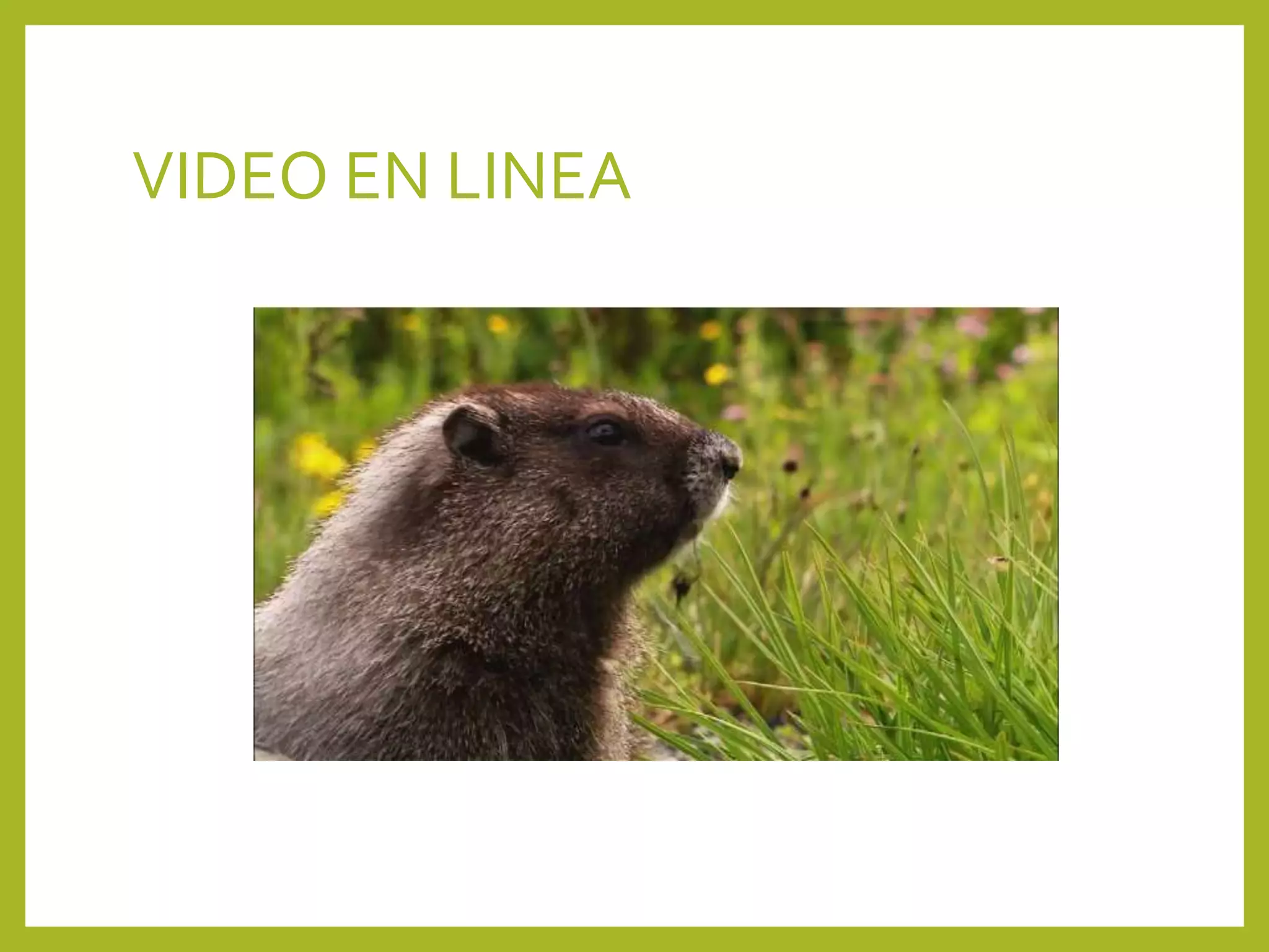 VIDEO EN LINEA
