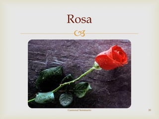 
Rosa
Gamonal Seminario 20
 