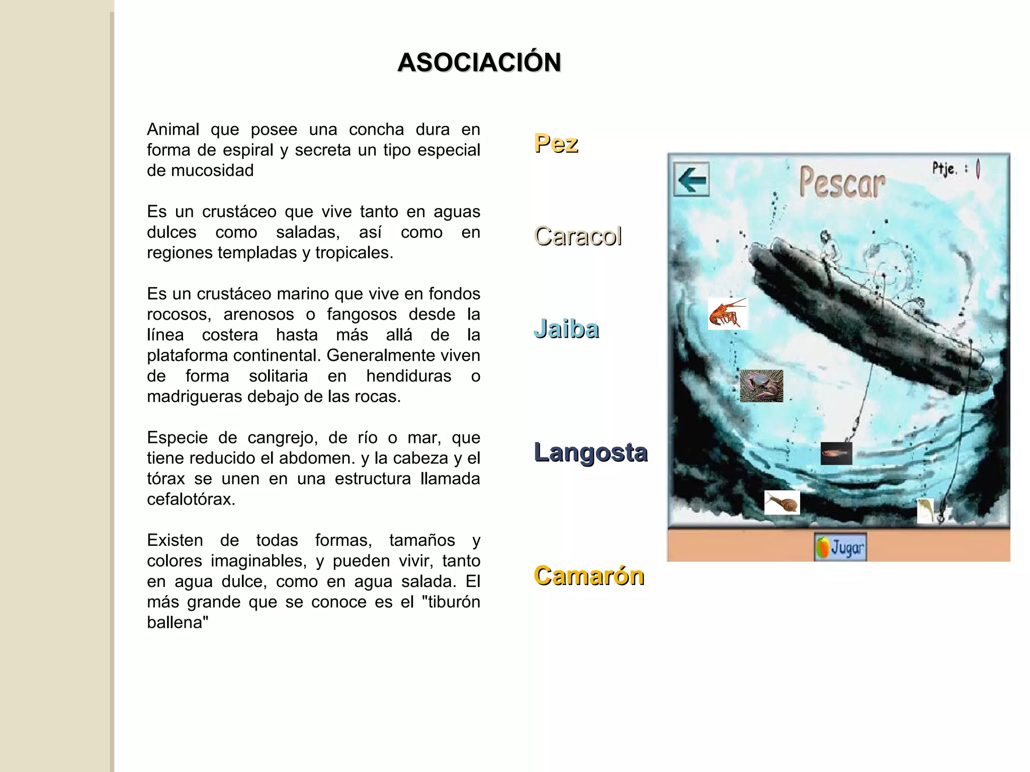 Animal que posee una concha dura en forma de espiral y secreta un tipo especial de mucosidad Es un crustáceo que vive tanto en aguas dulces como saladas, así como en regiones templadas y tropicales. Es un crustáceo marino que vive en fondos rocosos, arenosos o fangosos desde la línea costera hasta más allá de la plataforma continental. Generalmente viven de forma solitaria en hendiduras o madrigueras debajo de las rocas. Especie de cangrejo, de río o mar, que tiene reducido el abdomen. y la cabeza y el tórax se unen en una estructura llamada cefalotórax. Existen de todas formas, tamaños y colores imaginables, y pueden vivir, tanto en agua dulce, como en agua salada. El más grande que se conoce es el "tiburón ballena" Pez Caracol Jaiba Langosta Camarón ASOCIACIÓN 
