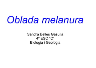 Oblada melanura
    Sandra Bellés Gasulla
         4º ESO “C”
     Biologia i Geologia