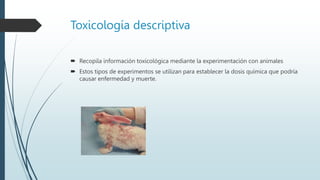 Toxicología descriptiva
 Recopila información toxicológica mediante la experimentación con animales
 Estos tipos de experimentos se utilizan para establecer la dosis química que podría
causar enfermedad y muerte.
 