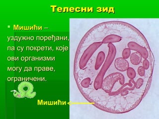 Телесни зид
 Мишићи –
уздужно поређани,
па су покрети, које
ови организми
могу да праве,
ограничени.
Мишићи

 