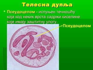 Телесна дупља
 Псеудоцелом - испуњен течношћу
која код неких врста садржи киселине
које имају заштитну улогу.
Псеудоцелом

 