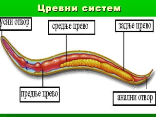 Цревни систем

 