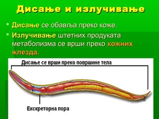 Дисање и излучивање
 Дисање се обавља преко коже.
 Излучивање штетних продуката
метаболизма се врши преко кожних
жлезда.

 