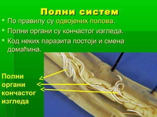 



Полни систем

По правилу су одвојених полова.
Полни органи су кончастог изгледа.
Код неких паразита постоји и смена
домаћина.

Полни
органи
кончастог
изгледа

 