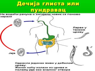 Дечија глиста или
пундравац

 