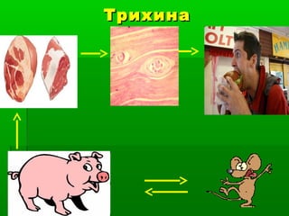 Трихина

 