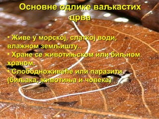 Основне одлике ваљкастих
црва
• Живе у морској, слаткој води,
влажном земљишту..
• Хране се животињском или биљном
храном.
• Слободноживеће или паразити
(биљака, животиња и човека)

 