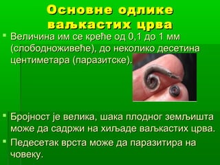 Основне одлике
ваљкастих црва

 Величина им се креће од 0,1 до 1 мм
(слободноживеће), до неколико десетина
центиметара (паразитске).

 Бројност је велика, шака плодног земљишта
може да садржи на хиљаде ваљкастих црва.
 Педесетак врста може да паразитира на
човеку.

 
