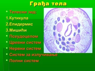 Грађа тела
 Телесни зид:
1.Кутикула
2.Епидермис
3.Мишићи
 Псеудоцелом
 Цревни систем
 Нервни систем
 Систем за излучивање
 Полни систем

 