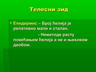 Телесни зид
 Епидермис – Број ћелија је
релативно мали и сталан.
- Нематоде расту
повећањем ћелија а не и њиховом
деобом.

 