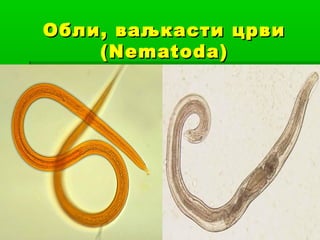 Обли, ваљкасти црви
( Nematoda)

 