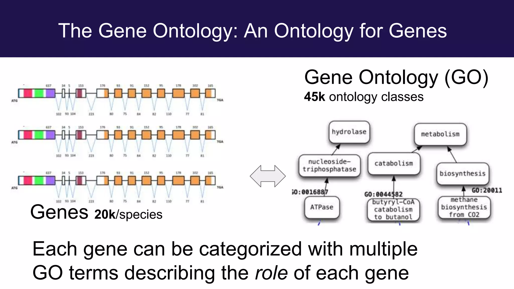 The Gene Ontology: An Ontology for Genes
Genes 20k/species
Gene Ontology (GO)
45k ontology classes
Each gene can be categorized with multiple
GO terms describing the role of each gene
 