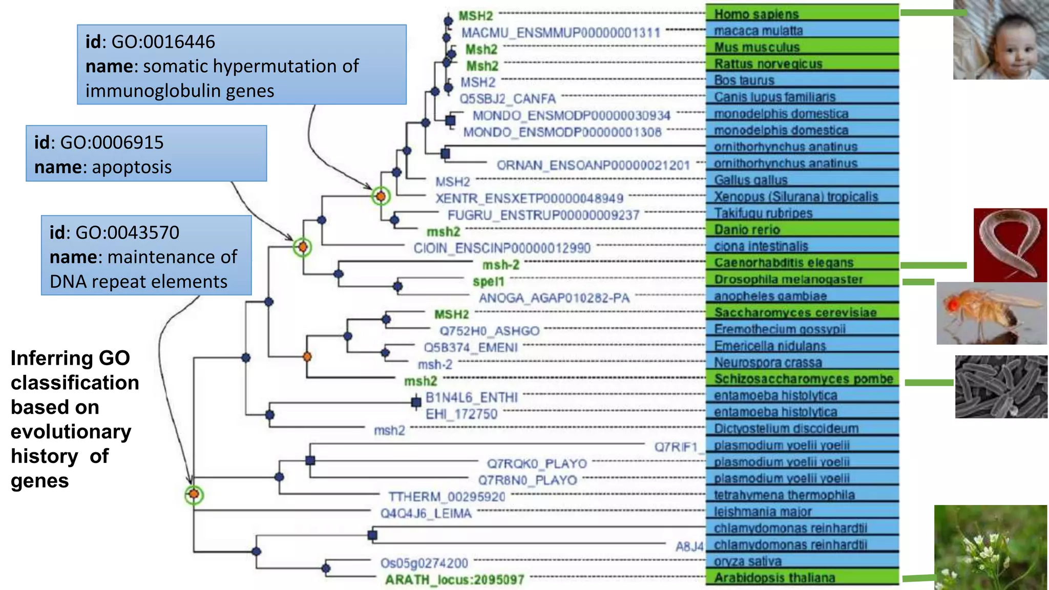 id: GO:0043570
name: maintenance of
DNA repeat elements
id: GO:0006915
name: apoptosis
id: GO:0016446
name: somatic hypermutation of
immunoglobulin genes
Inferring GO
classification
based on
evolutionary
history of
genes
 