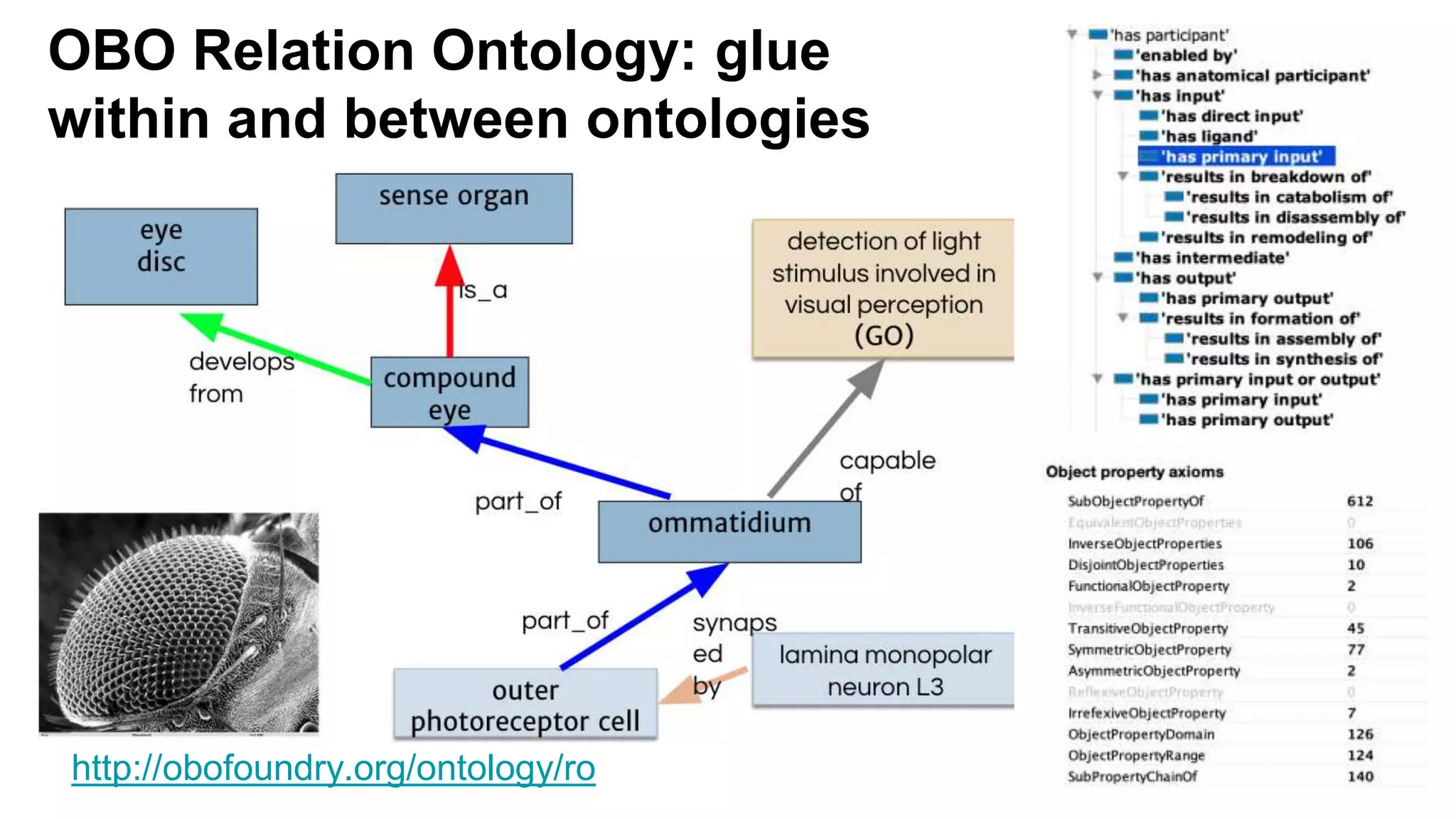OBO Relation Ontology: glue
within and between ontologies
http://obofoundry.org/ontology/ro
 