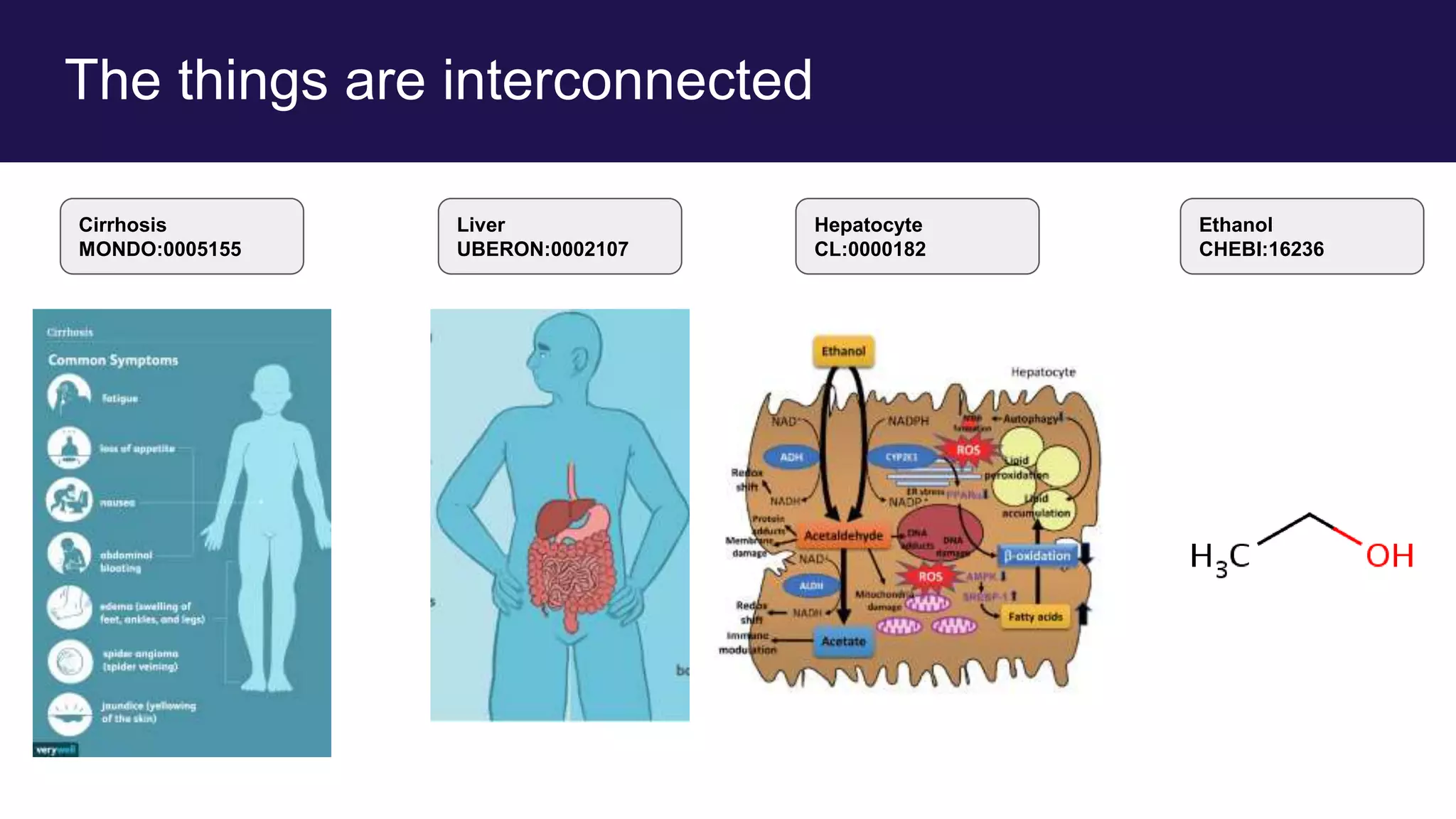 The things are interconnected
Cirrhosis
MONDO:0005155
Liver
UBERON:0002107
Hepatocyte
CL:0000182
Ethanol
CHEBI:16236
 
