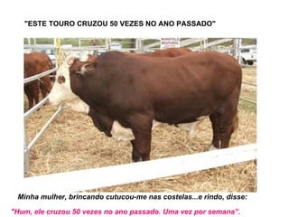 "ESTE TOURO CRUZOU 50 VEZES NO ANO PASSADO" Minha mulher, brincando cutucou-me nas costelas...e rindo, disse:   "Hum, ele cruzou 50 vezes no ano passado. Uma vez por semana”. 