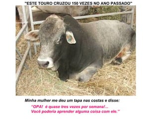''ESTE TOURO CRUZOU 150 VEZES NO ANO PASSADO"   Minha mulher me deu um tapa nas costas e disse:   “ OPA!  é quase tres vezes por semana!... Você poderia aprender alguma coisa com ele.” 