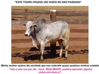 "ESTE TOURO CRUZOU 365 VEZES NO ANO PASSADO"   Minha mulher estava tão excitada que seu cotovelo quase quebrou minhas costelas:   "Isto é uma vez por dia.  Você  REALMENTE  poderia aprender alguma coisa com esse aí".   