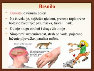Besnilo
Besnilo je virusna bolest.
Na čoveka je, najčešće ujedom, prenose toplokrvne
bolesne životinje: pas, mačka, lisica ili vuk.
Od nje mogu oboleti i druge životinje
Simptomi: uznemirenost, strah od vode, pojačano
lučenje pljuvačke, paraliza mišića.
 