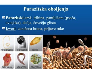 Parazitska oboljenja
Parazitski crvi: trihina, pantljičara (pseća,
svinjska), dečja, čovečja glista
Izvori: zaražena hrana, prljave ruke
 
