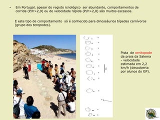 • Em Portugal, apesar do registo icnológico ser abundante, comportamentos de
corrida (P/h>2,9) ou de velocidade rápida (P/h>2,0) são muitos escassos.
E este tipo de comportamento só é conhecido para dinossáurios bípedes carnívoros
(grupo dos teropodes).
Pista de ornitopode
da praia da Salema
- velocidade
estimada em 2,2
km/h (descoberta
por alunos do GP).
 