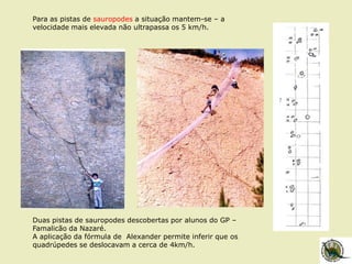 Duas pistas de sauropodes descobertas por alunos do GP –
Famalicão da Nazaré.
A aplicação da fórmula de Alexander permite inferir que os
quadrúpedes se deslocavam a cerca de 4km/h.
Para as pistas de sauropodes a situação mantem-se – a
velocidade mais elevada não ultrapassa os 5 km/h.
 