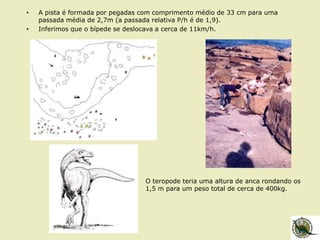 • A pista é formada por pegadas com comprimento médio de 33 cm para uma
passada média de 2,7m (a passada relativa P/h é de 1,9).
• Inferimos que o bípede se deslocava a cerca de 11km/h.
O teropode teria uma altura de anca rondando os
1,5 m para um peso total de cerca de 400kg.
 