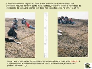 Considerando que a pegada P1 pode eventualmente ter sido deslocada por
processos naturais para um ponto mais afastado, decidimos inferir a velocidade de
deslocação do carnívoro apenas com base nas passadas entre P2 e P6 = 3,30 m.
Neste caso, a estimativa de velocidade permanece elevada - cerca de 14 km/h. E
o bípede estava a progredir rapidamente, tendo em consideração o valor da
passada relativa – 2,2.
 