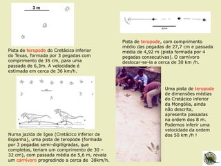 Pista de teropode do Cretácico inferior
do Texas, formada por 3 pegadas com
comprimento de 35 cm, para uma
passada de 6,3m. A velocidade é
estimada em cerca de 36 km/h.
Pista de teropode, com comprimento
médio das pegadas de 27,7 cm e passada
média de 4,92 m (pista formada por 4
pegadas consecutivas). O carnívoro
deslocar-se-ia a cerca de 30 km /h.
Numa jazida de Igea (Cretácico inferior de
Espanha), uma pista de teropode (formada
por 3 pegadas semi-digitígradas, que
completas, teriam um comprimento de 30 –
32 cm), com passada média de 5,6 m, revela
um carnívoro progredindo a cerca de 38km/h.
Uma pista de teropode
de dimensões médias
do Cretácico inferior
da Mongólia, ainda
não descrita,
apresenta passadas
na ordem dos 8 m.
Podemos inferir uma
velocidade da ordem
dos 50 km /h !
 