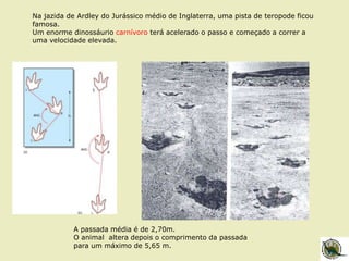 A passada média é de 2,70m.
O animal altera depois o comprimento da passada
para um máximo de 5,65 m.
Na jazida de Ardley do Jurássico médio de Inglaterra, uma pista de teropode ficou
famosa.
Um enorme dinossáurio carnívoro terá acelerado o passo e começado a correr a
uma velocidade elevada.
 