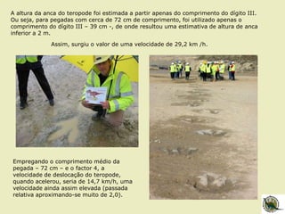 Assim, surgiu o valor de uma velocidade de 29,2 km /h.
A altura da anca do teropode foi estimada a partir apenas do comprimento do dígito III.
Ou seja, para pegadas com cerca de 72 cm de comprimento, foi utilizado apenas o
comprimento do dígito III – 39 cm -, de onde resultou uma estimativa de altura de anca
inferior a 2 m.
Empregando o comprimento médio da
pegada – 72 cm – e o factor 4, a
velocidade de deslocação do teropode,
quando acelerou, seria de 14,7 km/h, uma
velocidade ainda assim elevada (passada
relativa aproximando-se muito de 2,0).
 