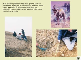 Mas não nos podemos esquecer que os animais
raramente alcançam as velocidades de topo, o que
torna a existência de pistas fossilizadas de
dinossáurios correndo na sua máxima velocidade
muito improváveis.
 
