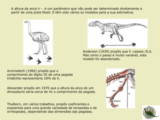 A altura da anca h - é um parâmetro que não pode ser determinado diretamente a
partir de uma pista fóssil. E têm sido vários os modelos para a sua estimativa.
Alexander propôs em 1976 que a altura da anca de um
dinossáurio seria cerca de 4x o comprimento da pegada.
Anderson (1939) propôs que h =passo /0,6.
Mas como o passo é muito variável, este
modelo foi abandonado.
Avnimelech (1966) propôs que o
comprimento do dígito III de uma pegada
tridáctila representaria 18% de h.
Thulborn, em vários trabalhos, propôs coeficientes e
expoentes para uma grande variedade de teropodes e de
ornitopodes, dependendo das dimensões das pegadas.
 