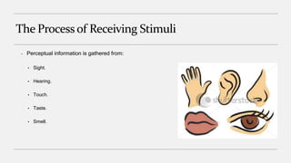 The Processof Receiving Stimuli
– Perceptual information is gathered from:
• Sight.
• Hearing.
• Touch.
• Taste.
• Smell.
 