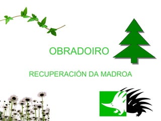 OBRADOIRO  RECUPERACIÓN DA MADROA 