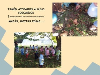 TAMÉN ATOPAMOS ALGÚNS
             COGOMELOS
( APROVEITAMOS PARA ALERTAR SOBRE POSIBLES PERIGOS)

 MAZÁS, MOITAS PIÑAS...
 