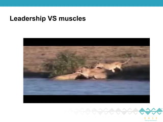 Leadership VS muscles 
 