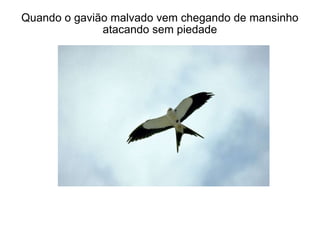 Quando o gavião malvado vem chegando de mansinho atacando sem piedade 