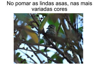 No pomar as lindas asas, nas mais variadas cores 