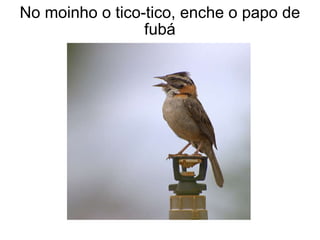 No moinho o tico-tico, enche o papo de fubá 