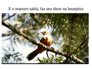 E o maestro sabiá, faz seu show na laranjeira 