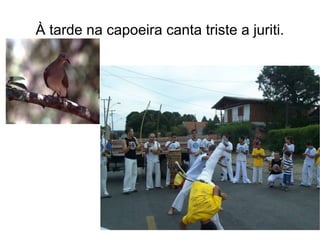 À tarde na capoeira canta triste a juriti. 