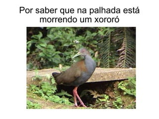 Por saber que na palhada está morrendo um xororó 