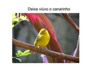 Deixa viúvo o canarinho 