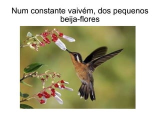 Num constante vaivém, dos pequenos beija-flores 