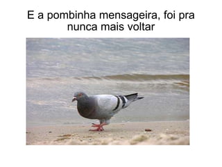 E a pombinha mensageira, foi pra nunca mais voltar 